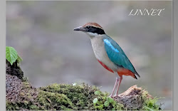 台湾の野鳥（Bird of Taiwan )