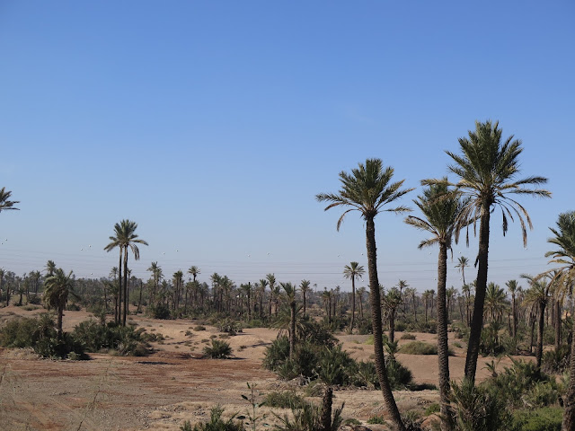 Palmeral de Marrakech