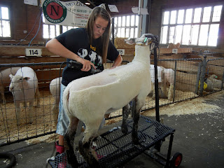 Lambs getting ready for the show at the Minnesota State Fair in Minneapolis