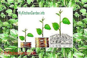 Having money plant at home brings good luck, happiness, wealth and prosperity