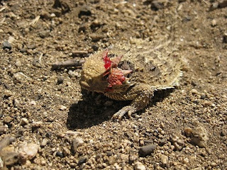 Horned Lizard