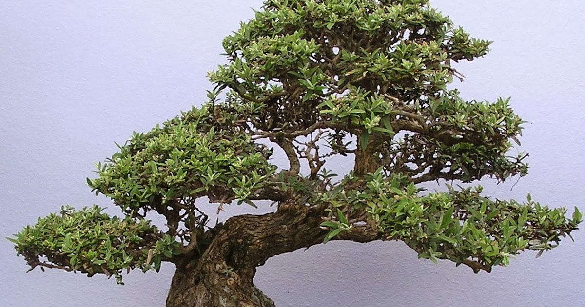Стили бонсай. Лантана бонсай. Акация белая бонсай. Juniperus chinensis 'shimpaku'. Бонсай стиль исидзуки.