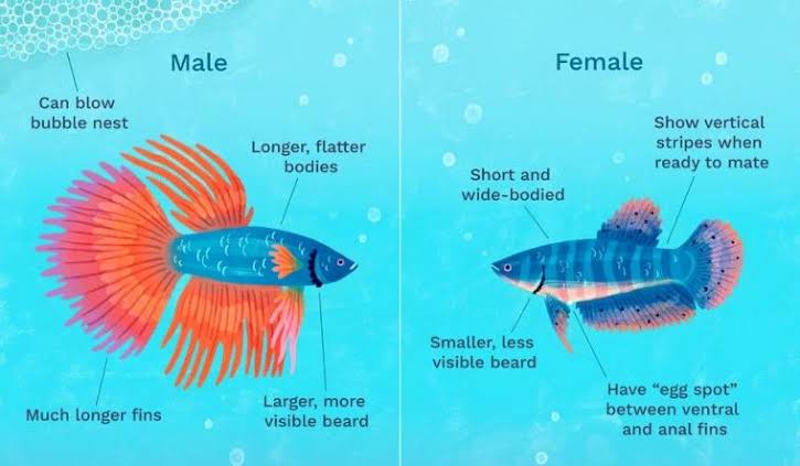 Cara Membedakan Ikan Cupang Jantan dan Betina