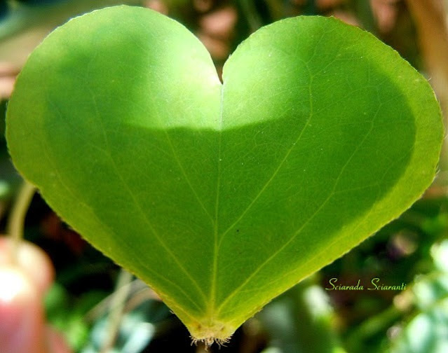 Foglia di Oxalis Acetosella Rubra