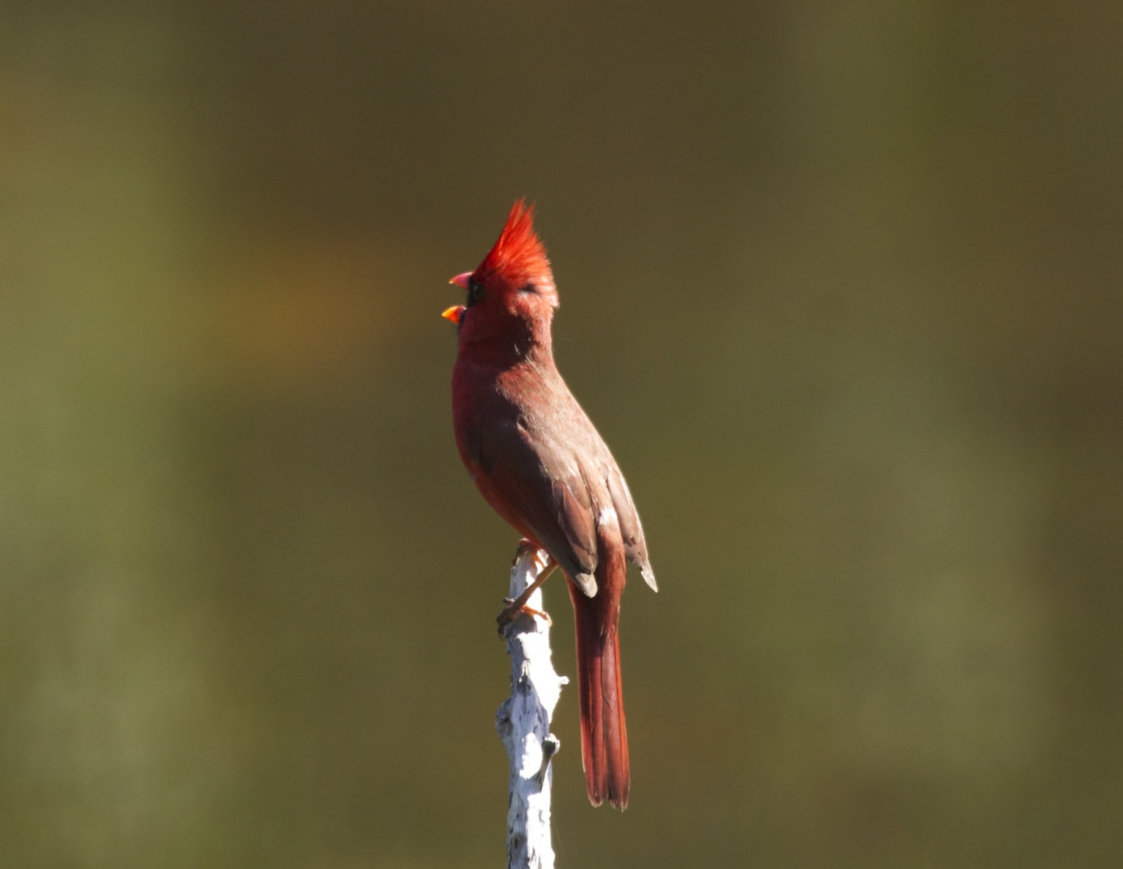 Butler's Birds Darling Birds