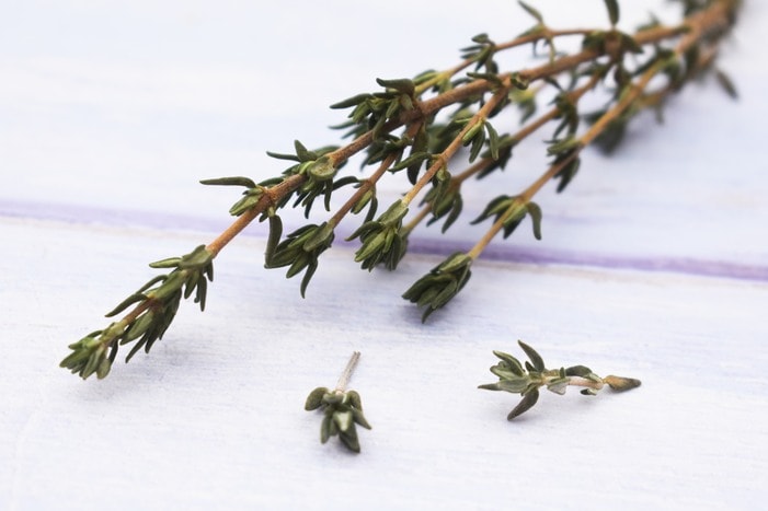 close up of fresh thyme sprigs