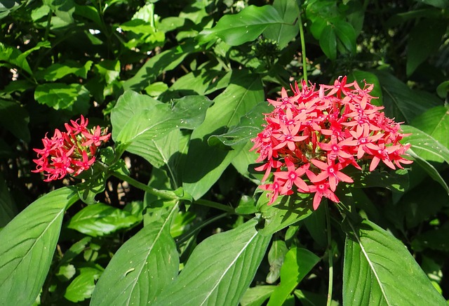 Estrela-do-Egito-Pentas-lanceolata
