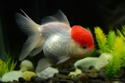 oranda red cap Oranda Red cap