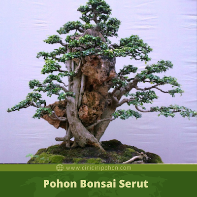 bonsai serut