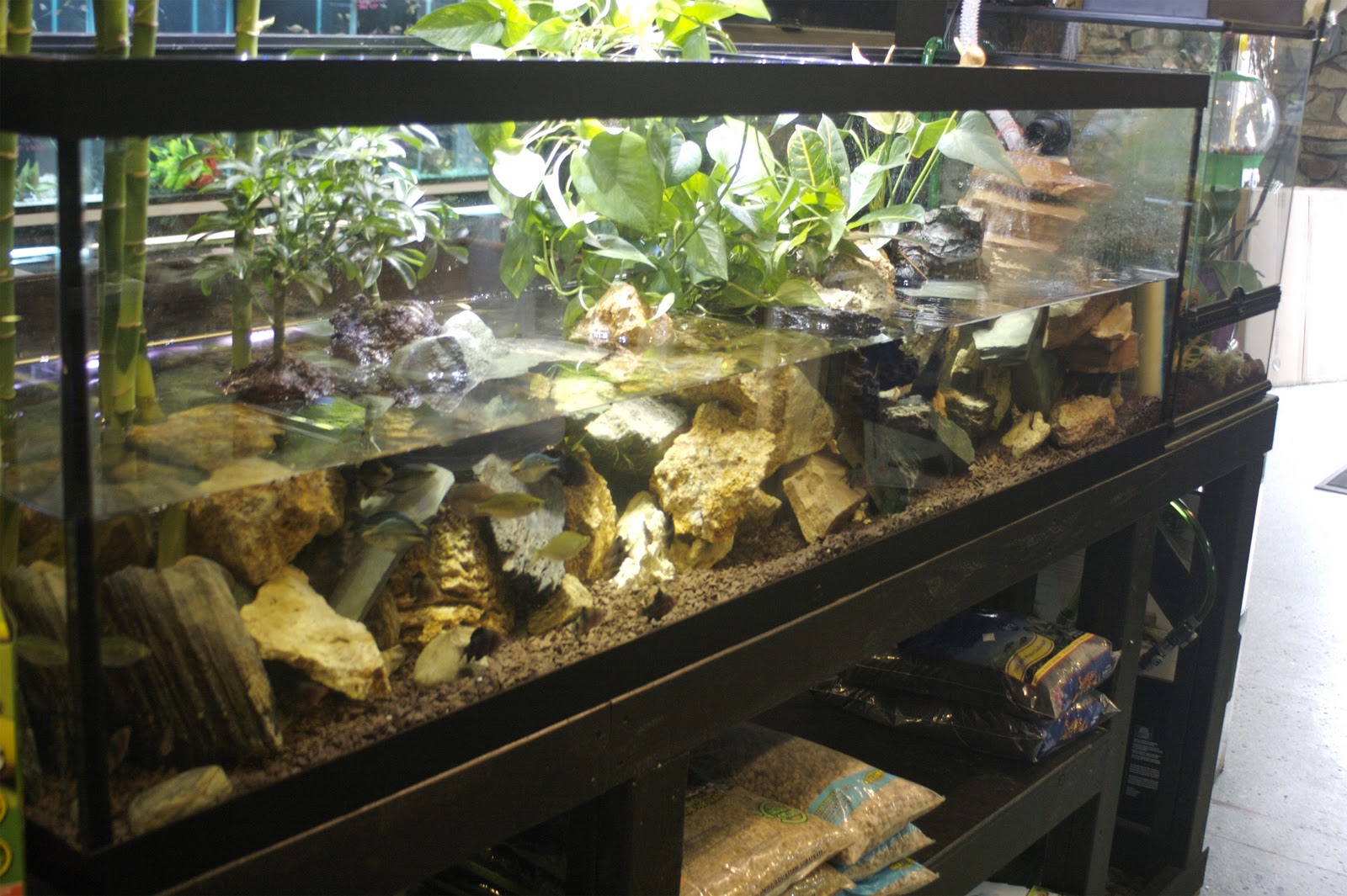 route 4 aquarium planted vivarium