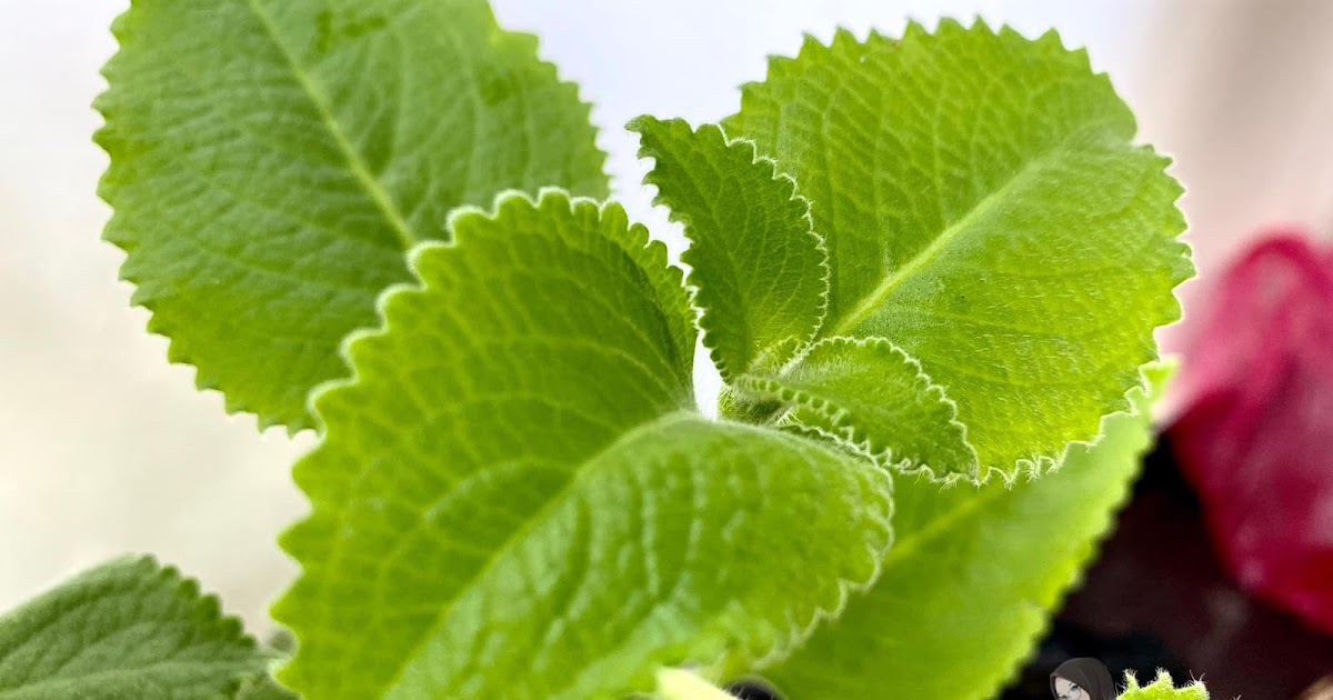 Subur Plak Pokok Oregano Aku Aku Sis Lin