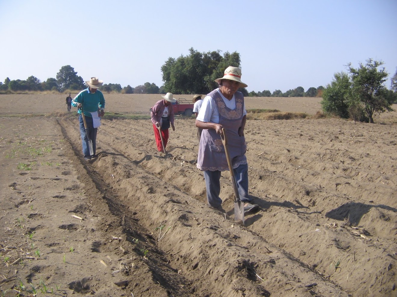 Como fertilizar la avena en pequeñas parcelas