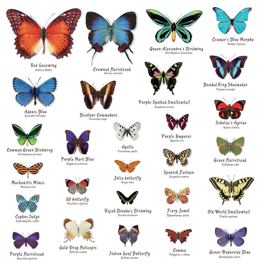 Butterflies🦋🦋🦋