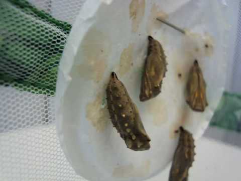 Can Painted Lady Butterflies Molt Can Painted Lady Butterflies Molt