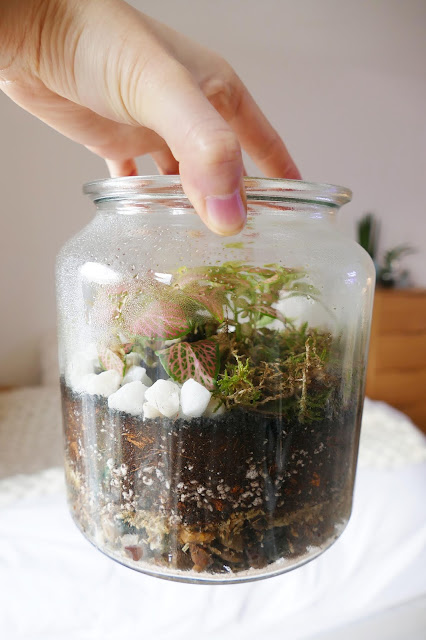 How To Build Your Own Terrarium At Home, DIY Terrariums Shop Review, DIY Terrariums Shop etsy, terrarium kits cheap uk, terrarium kit uk, closed terrarium kit, etsy terrarium kit How To Build Your Own Terrarium At Home, DIY Terrariums Shop Review, DIY Terrariums Shop etsy, terrarium kits cheap uk, terrarium kit uk, closed terrarium kit, etsy terrarium kit