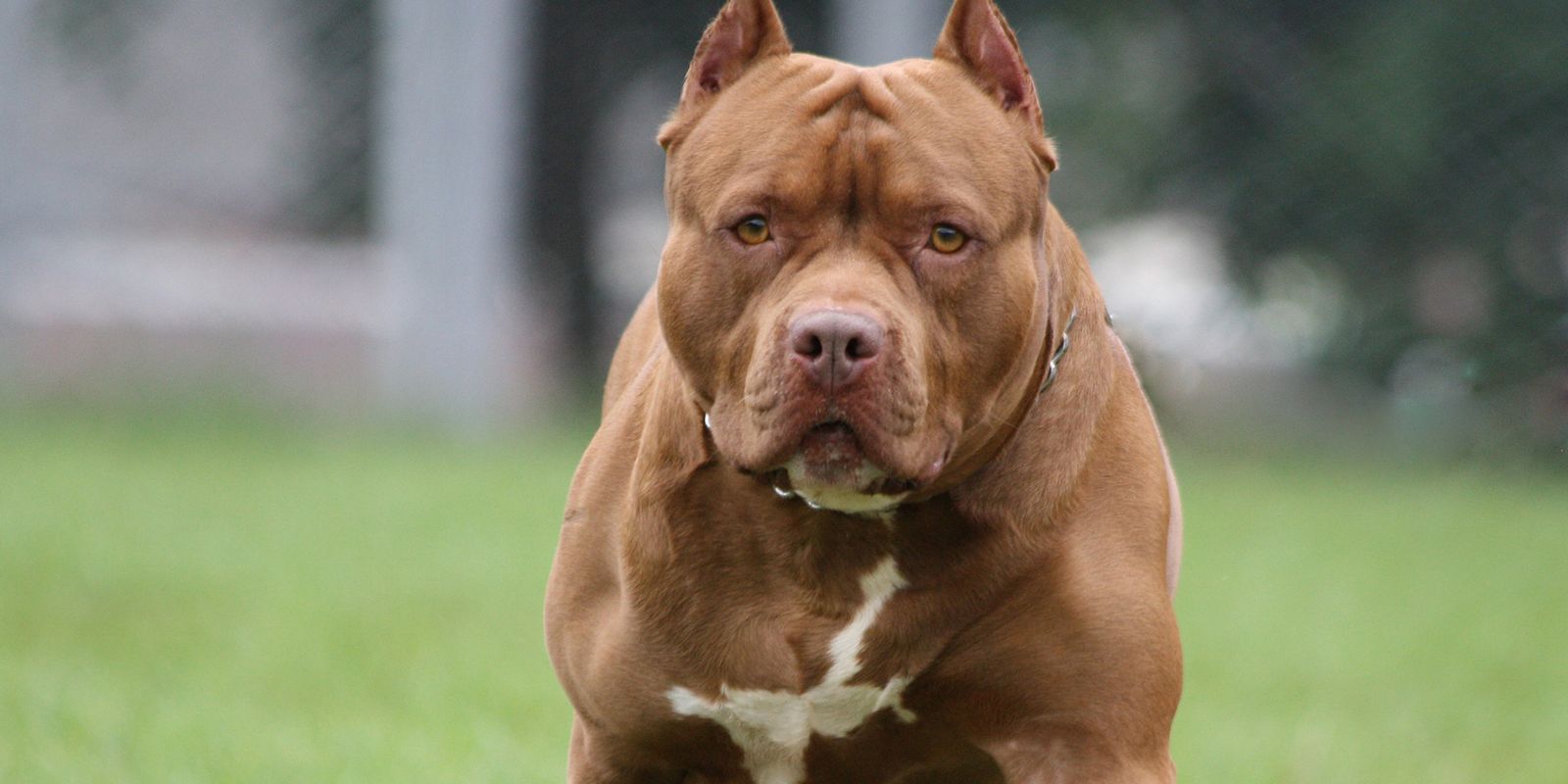 amerikan pit bull teriyeri