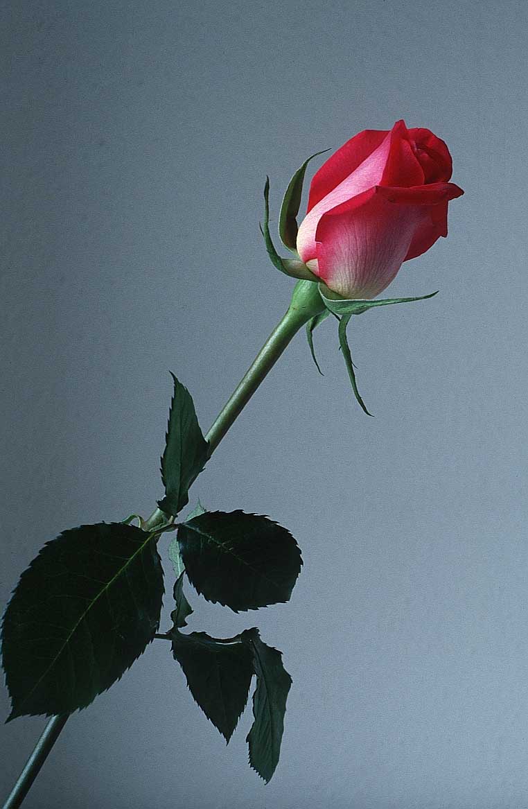 Красивые бутоны 1. Один цветок. Красивые бутоны роз.