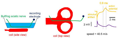 An experiment to show how the stimulus location changes with the stimulus polarity. Based on an illustration in Maccabee et al. (1993).