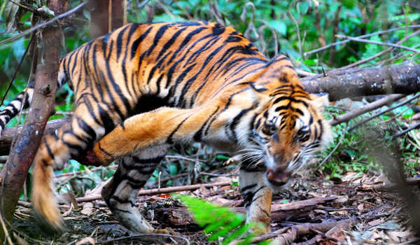 Detik-detik Wisatawan di Pagaralam Diserang Harimau Saat Berlibur