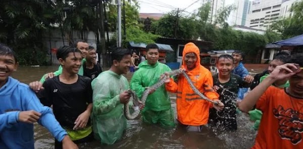 Jangan Panik, Jika Ada Ular Saat Banjir Segera Hubungi Relawan Ini