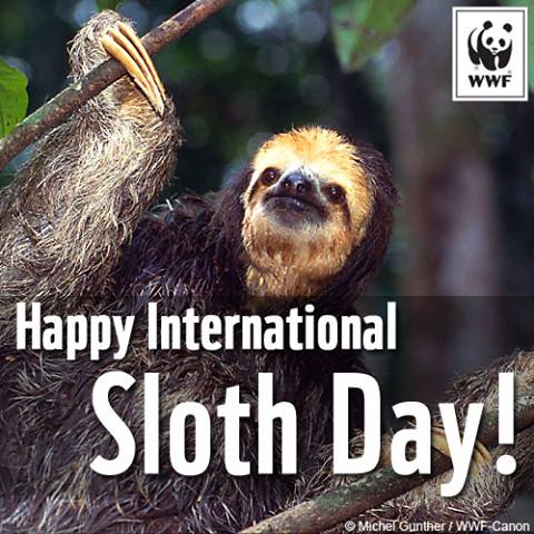 International Sloth Day Wishes Photos