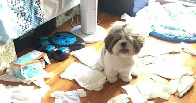 Por incrível que pareça o SHIH TZU está entre as 10 raças de cachorros que mais aprontam