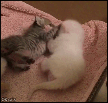 Funny Kitten GIF • When bae leaves you. “Oh noes, please don't leave me, I can change...” Funny Kitten GIF • When bae leaves you. “Oh noes, please don't leave me, I can change...”