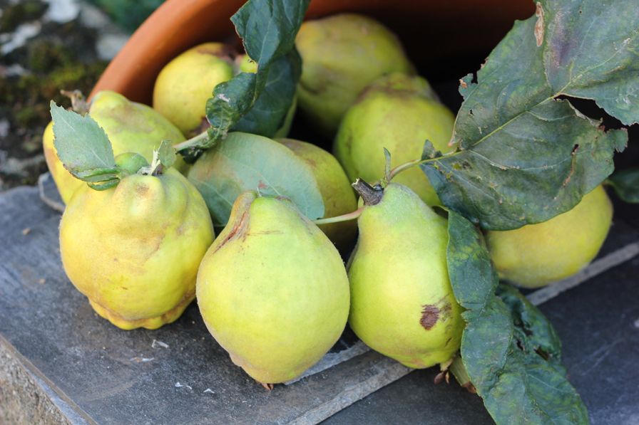 The Urban Veg Patch A Harvest of Quince and The Best Recipe for Quince