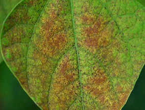 Rust (Uromyces fabae or U. pisi)