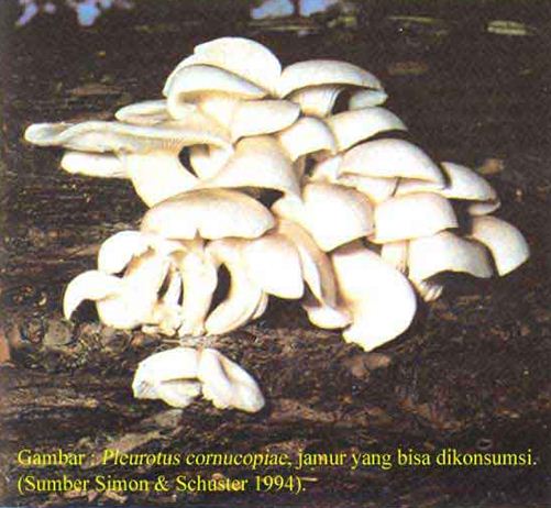 Volvariella volvacea atau jamur merang termasuk kedalam kelompok