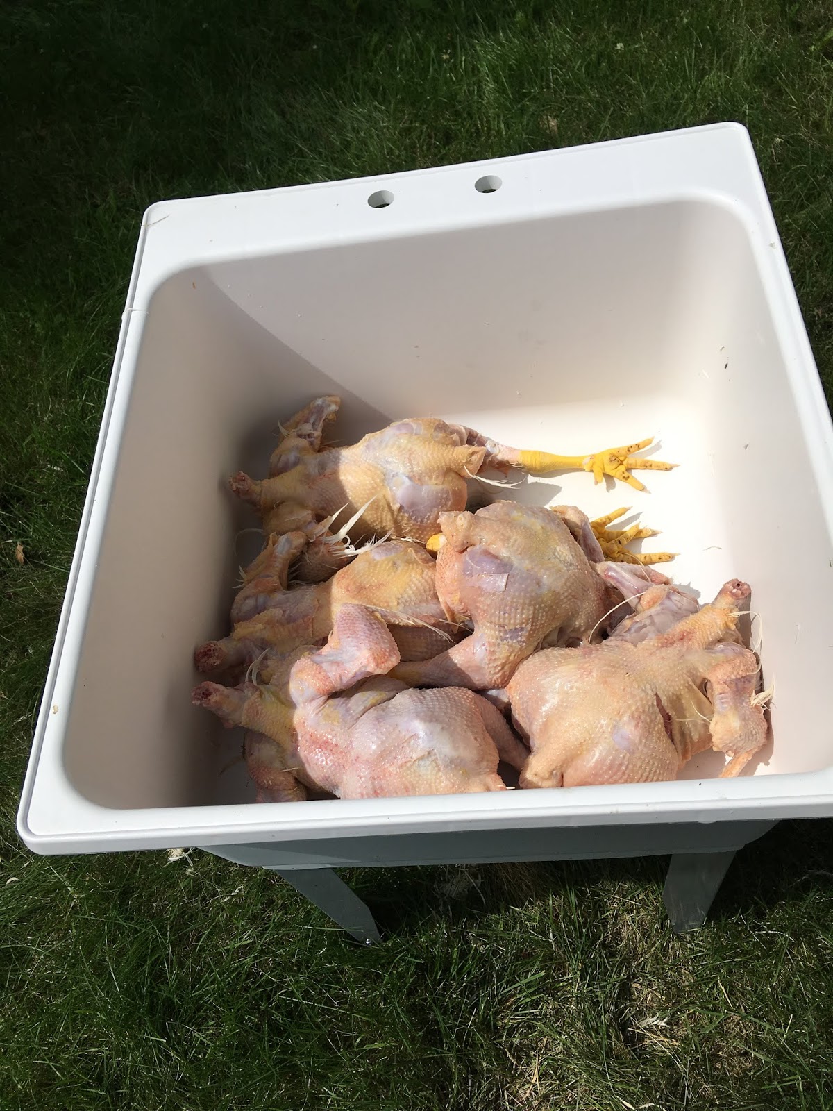 Poultry Evisceration HowTo Guide