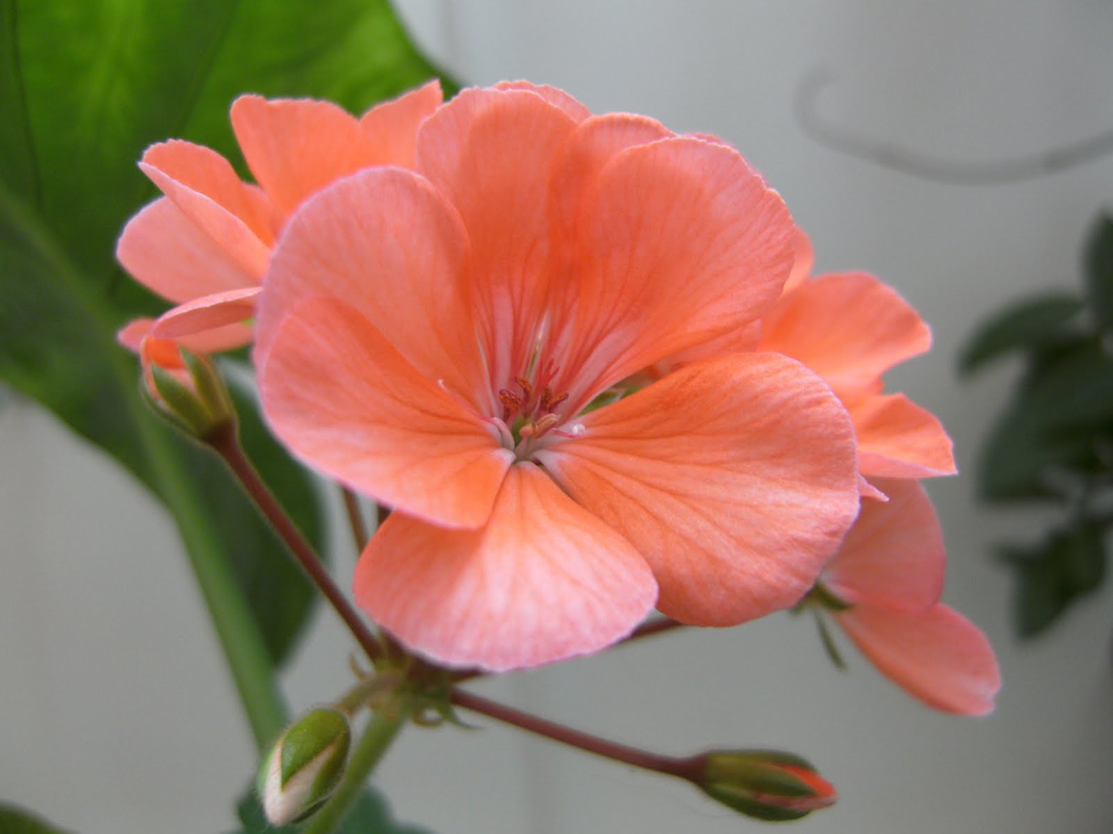 cateva bucati din viata…: flori de muscata.