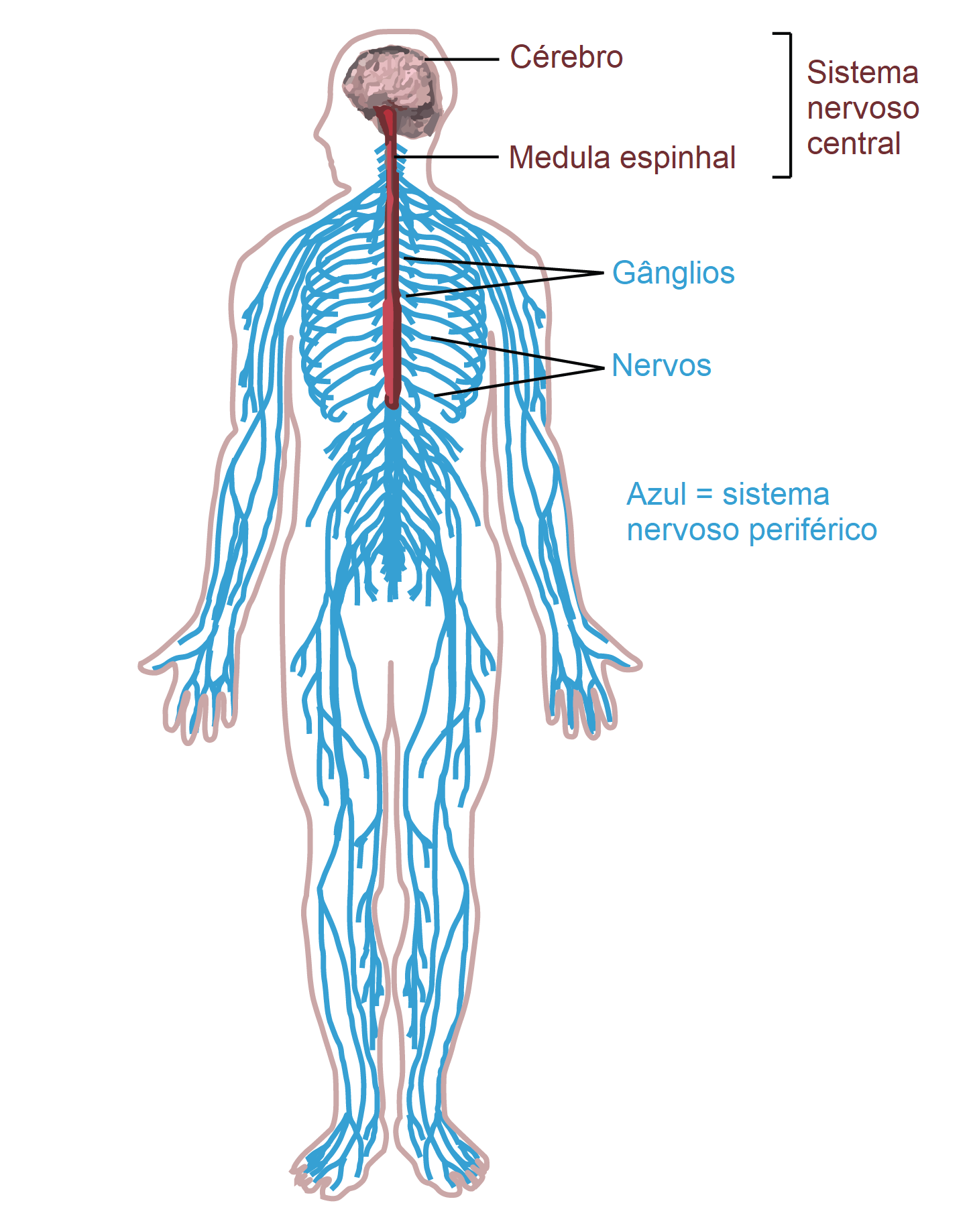 Sistema nervoso