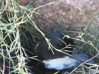 Duck Nest Behind Grass