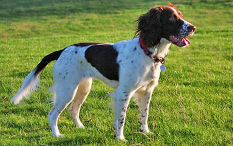 English Springer Spaniel - Breed Profile | Australian Dog Lover