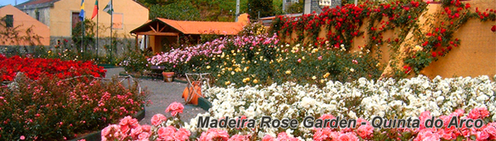 Madeira Rose Garden