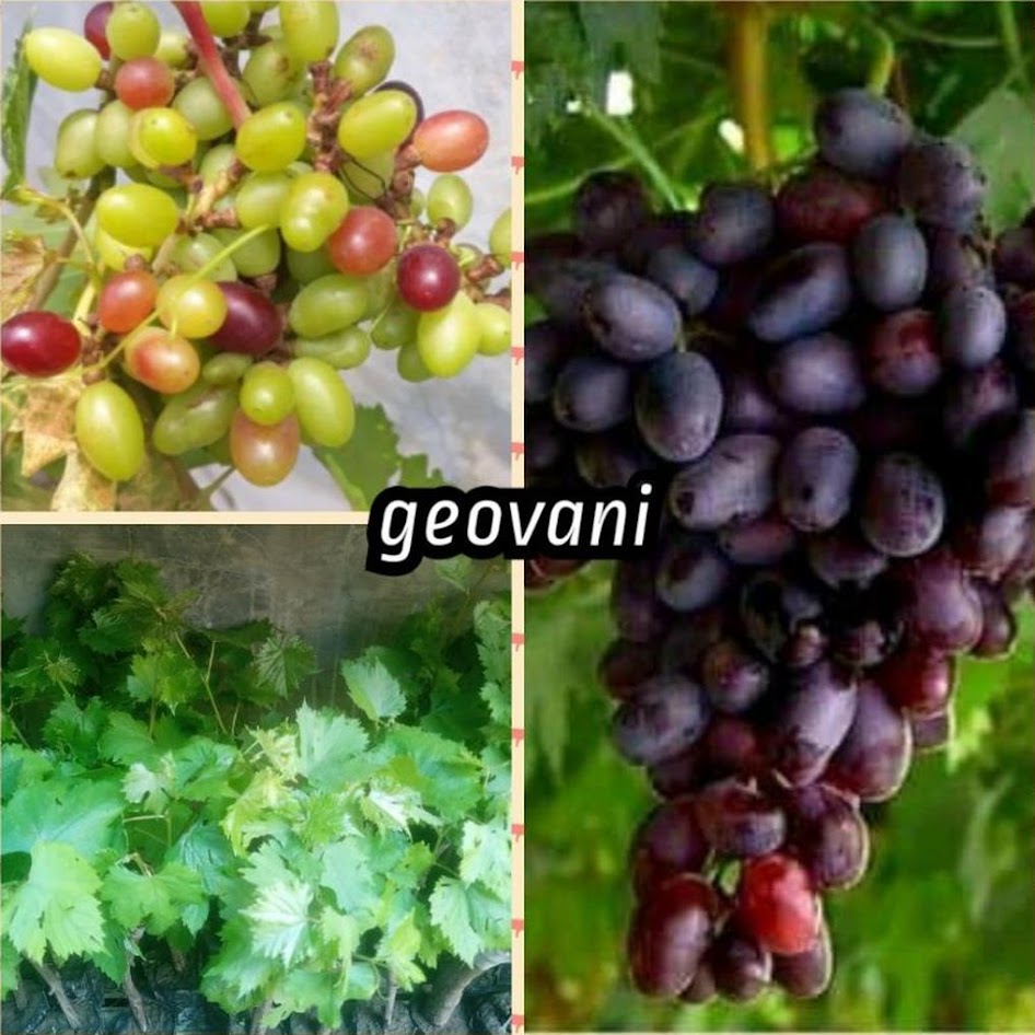 Anggur Geovani Import Kalimantan Barat