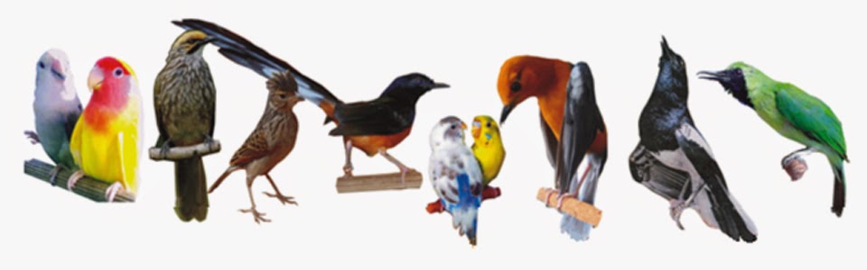 Keunikan Burung Kicau Mau Cari Kerja