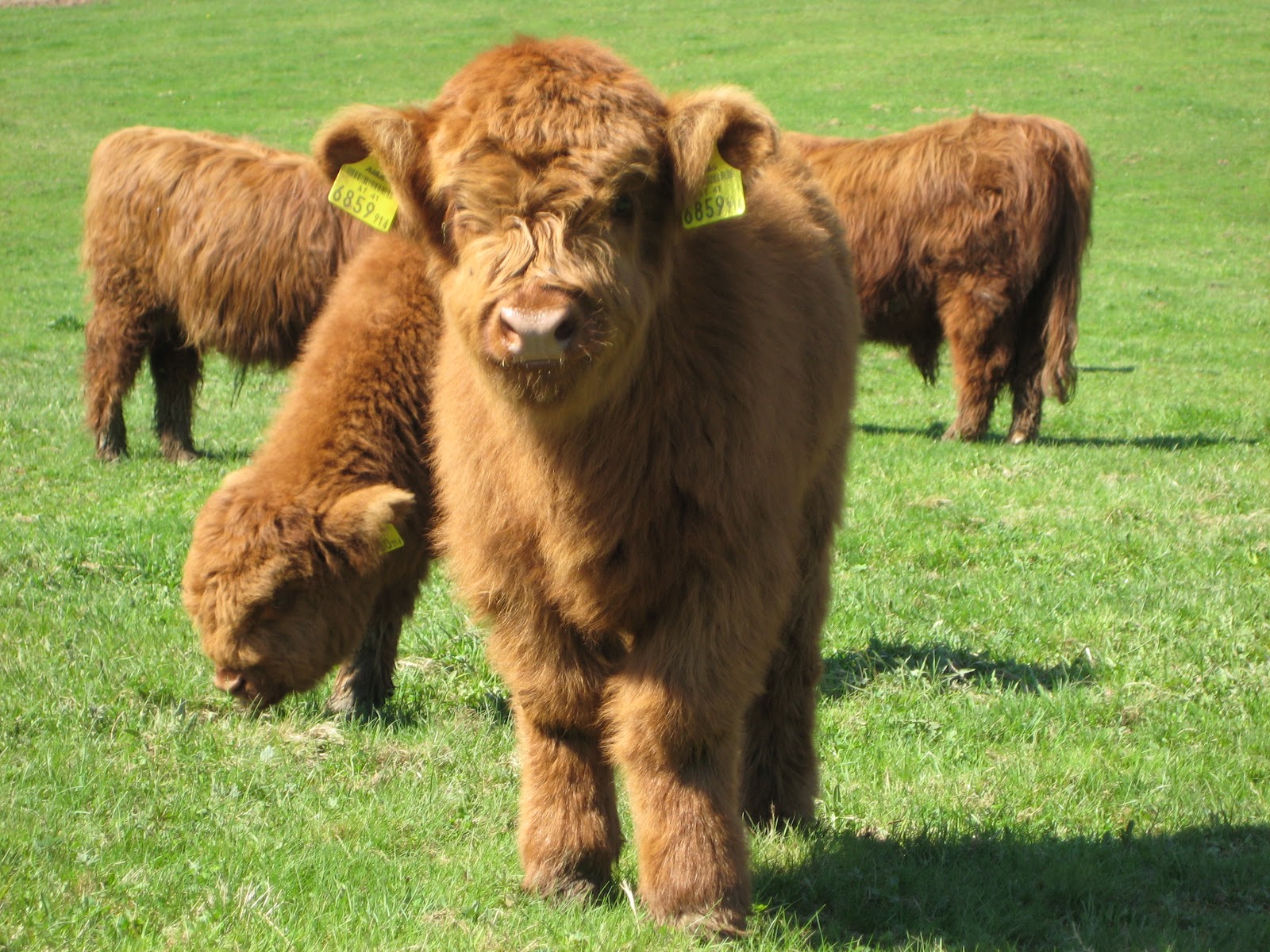 are highland cows used for meat are highland cows used for meat