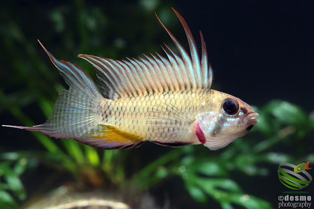 Apistogramma megaptera