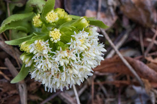 [Asteraceae] Petasites albus – White Butterbur {Farfaraccio bianco}