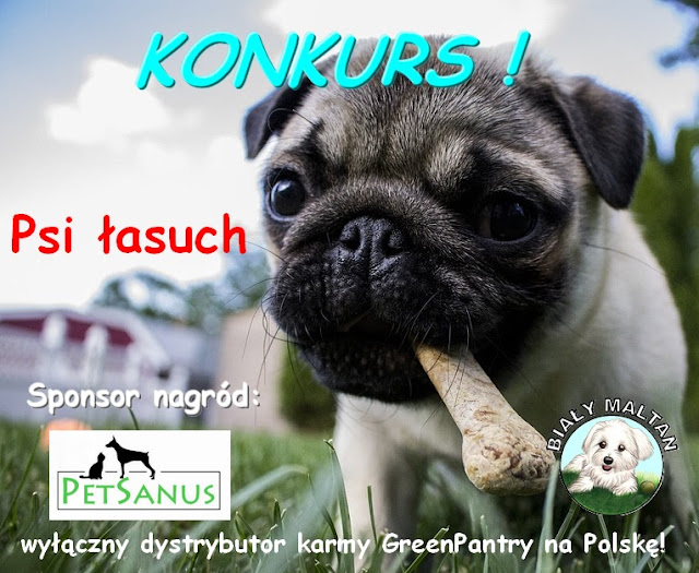 konkurs dla psa