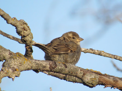 northern california bird photography birding hotspots