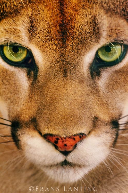 PhotozzOfWorld: Cougar face, Puma, Belize © Frans Lanting