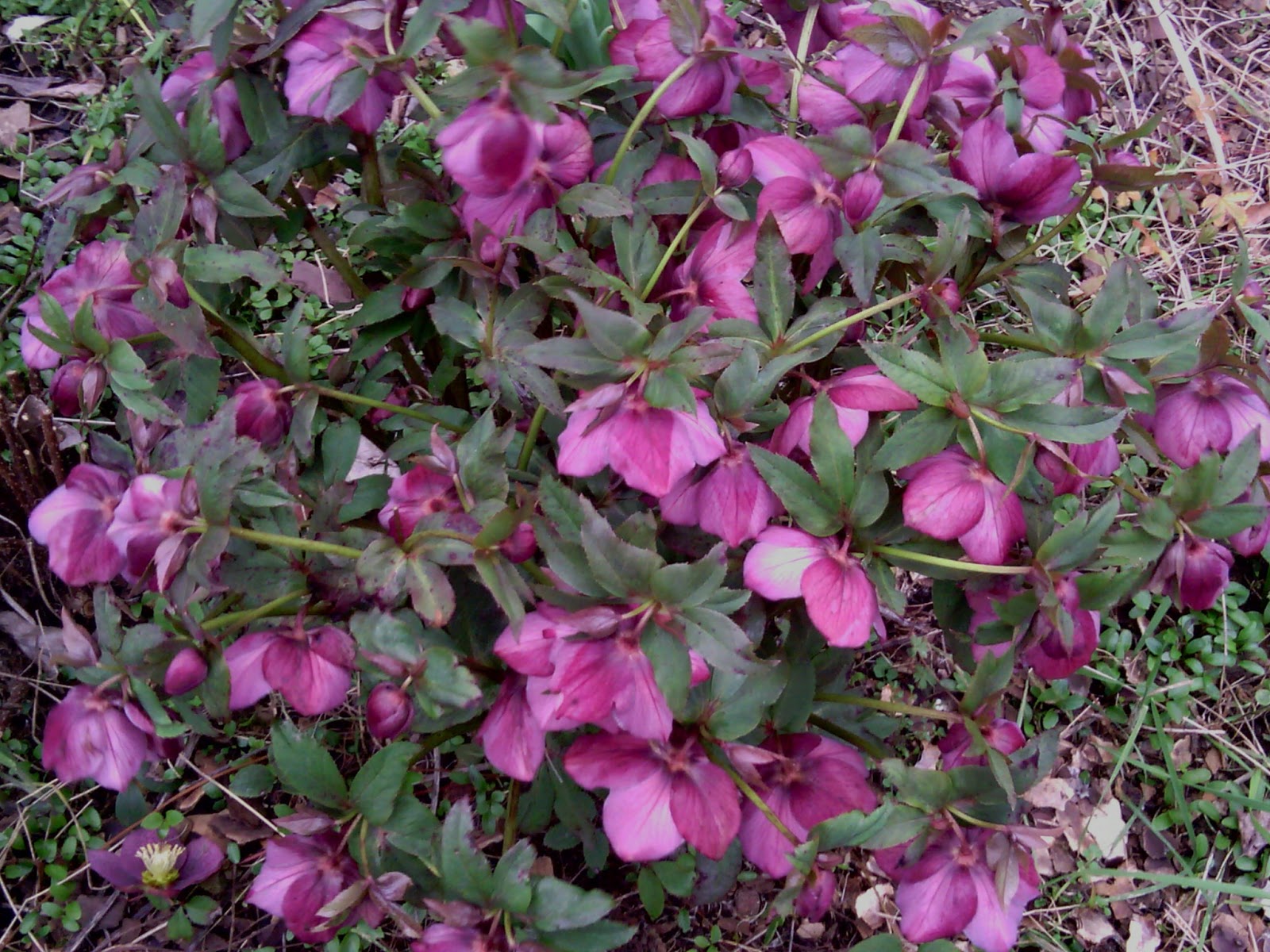 Promenade Au Jardin De Lili Dans Le Poitou Octobre 2010