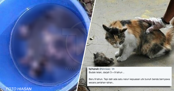 13+ Arti Mimpi Kucing Dibunuh