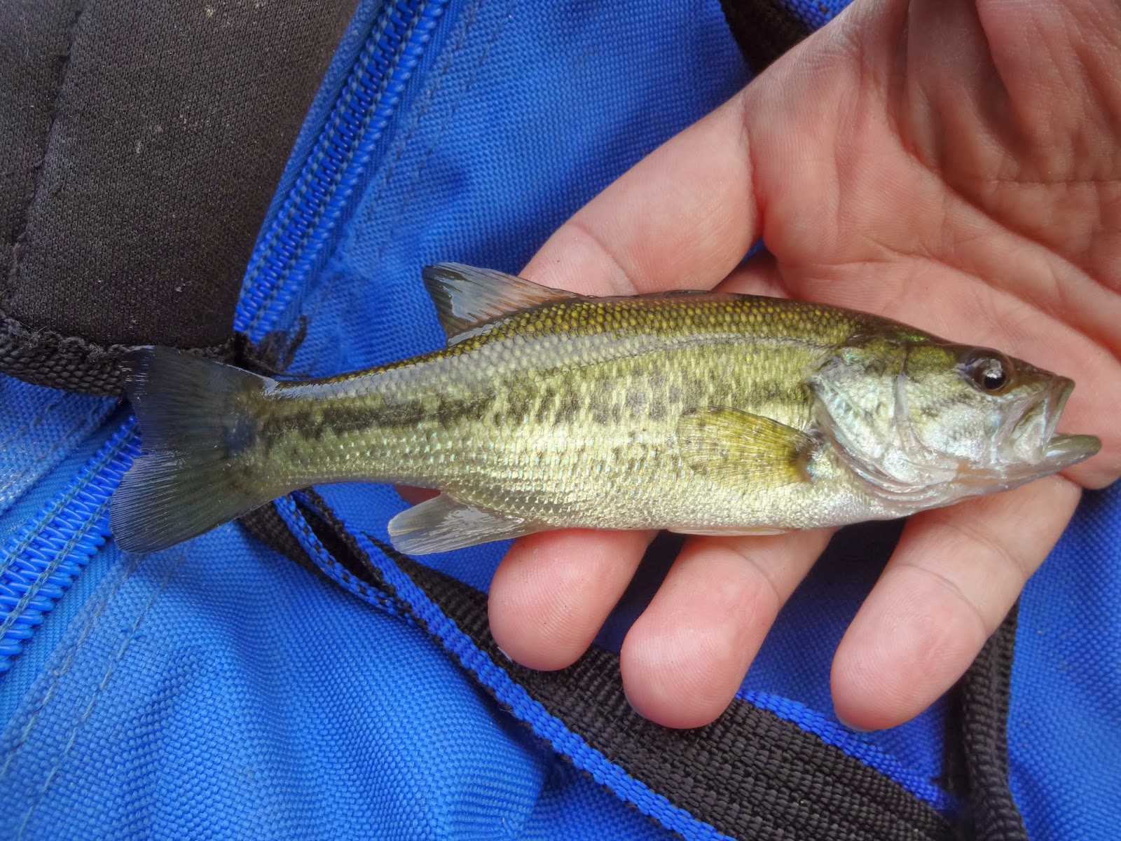 Extreme Philly Fishing: October Fishing Sessions (Last Update: COMPLETE)