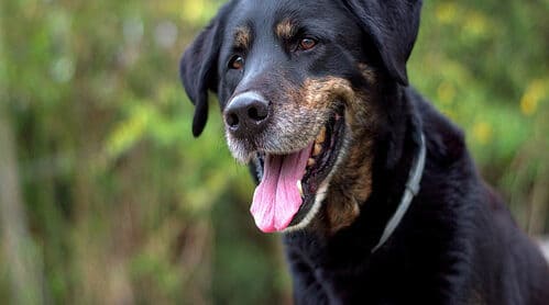 Kopek Beden Dili Iletisim Kurmanin Yollari Bilsebi