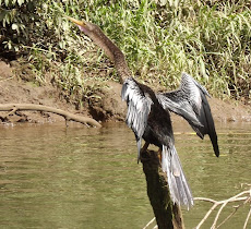Snake Bird on the Sarapiqui River