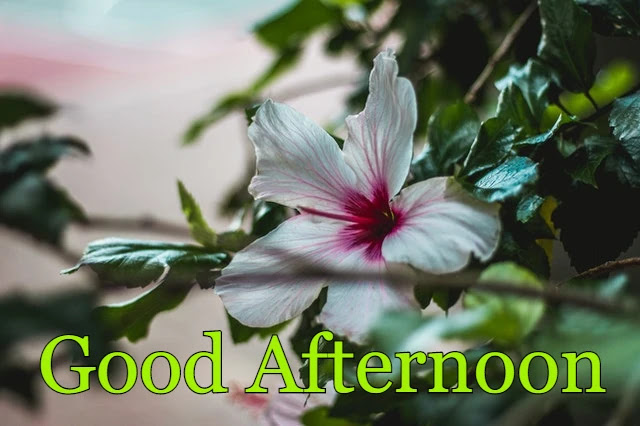 Good Afternoon HD Image